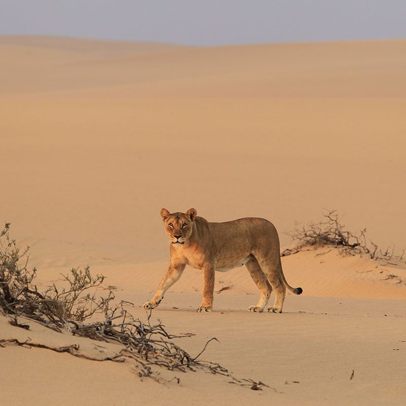 Safaris-Okavango-namibie-cote-des-squelettes-galerie-3