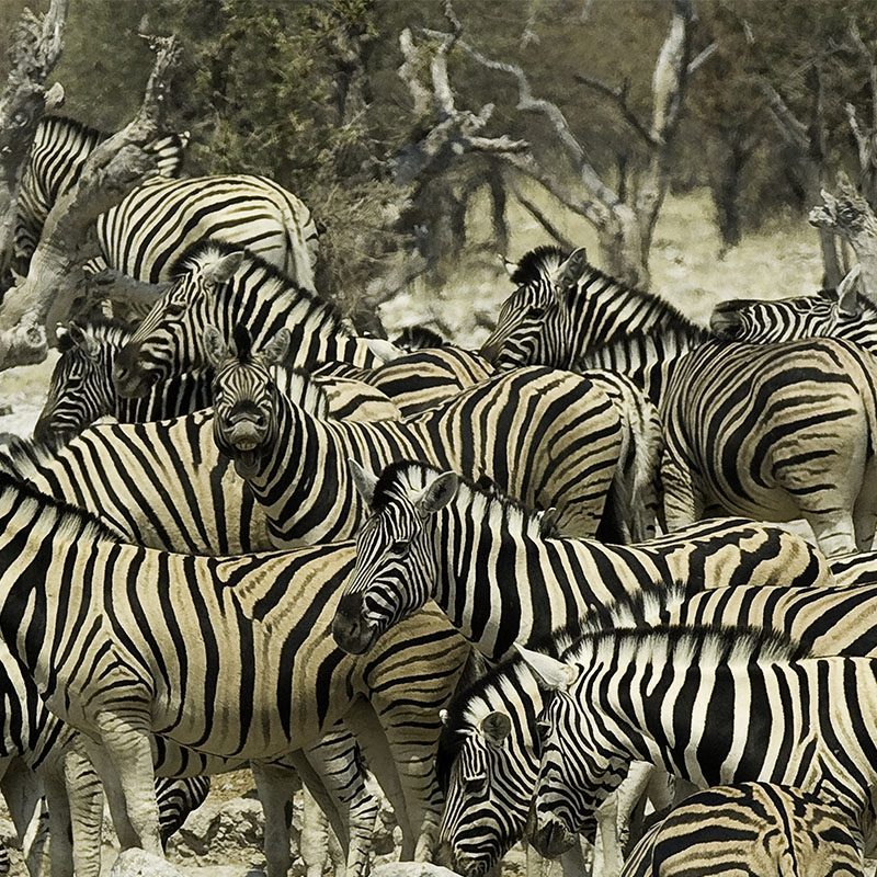 Safaris-Okavango-namibie-parc-etosha-galerie-2
