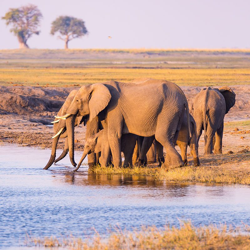 Safaris-Okavango-namibie-parc-etosha-galerie-4
