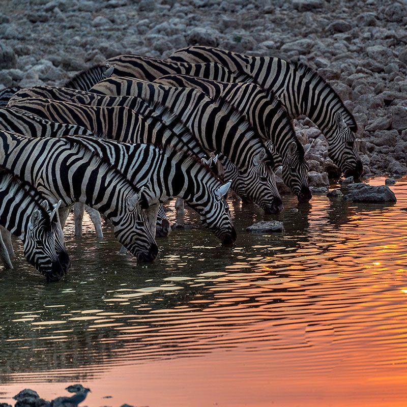 Safaris-Okavango-namibie-parc-etosha-galerie-5