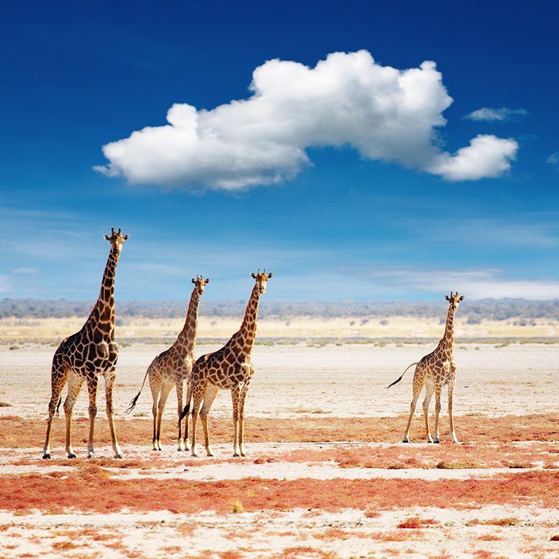 Safaris-Okavango-namibie-parc-etosha-galerie-6
