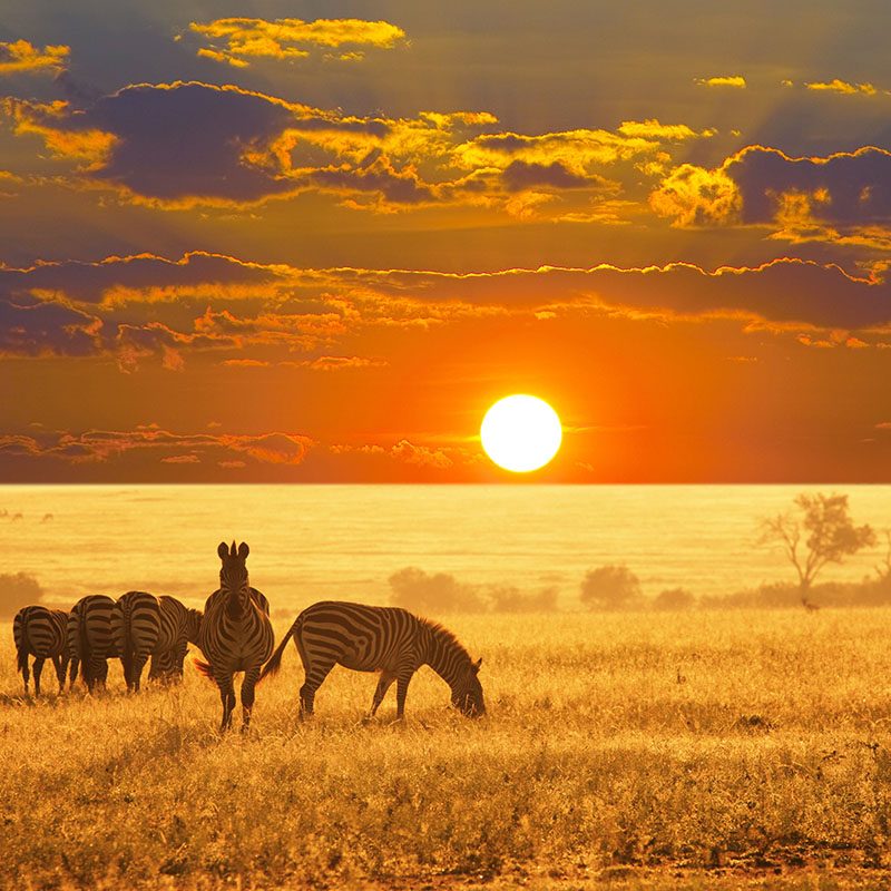 Safaris-Okavango-namibie-parc-etosha-grid-1