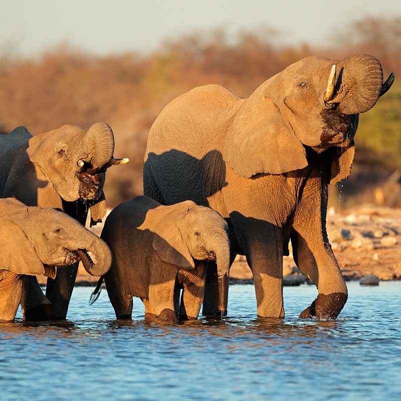 Safaris-Okavango-namibie-parc-etosha-grid-2