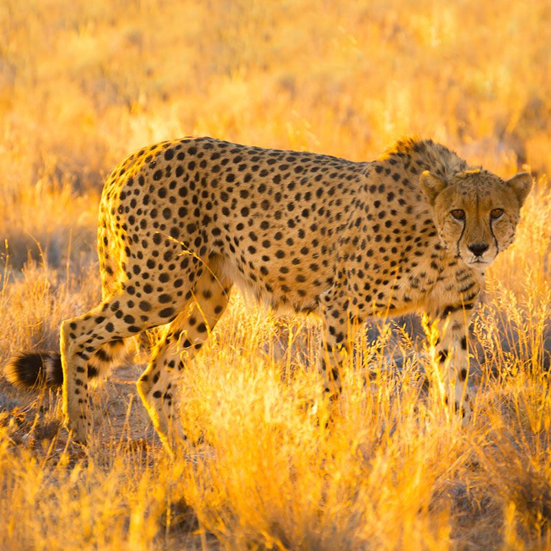 Safaris-Okavango-namibie-parc-etosha-grid-3