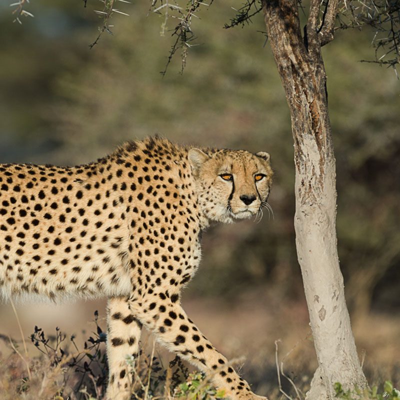 Safaris-Okavango-namibie-reserve-ouguma-galerie-1