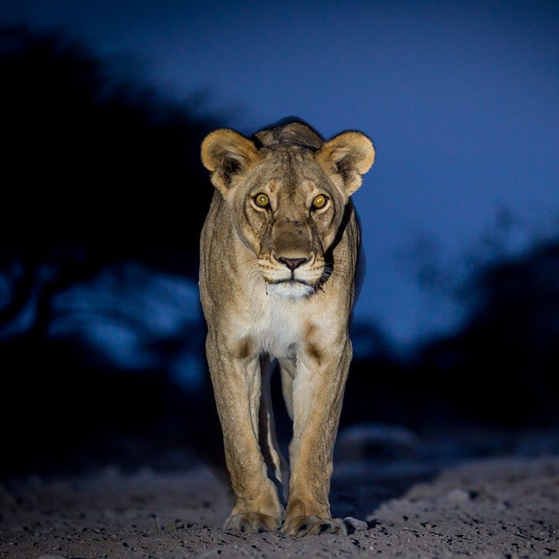 Safaris-Okavango-namibie-reserve-ouguma-galerie-2