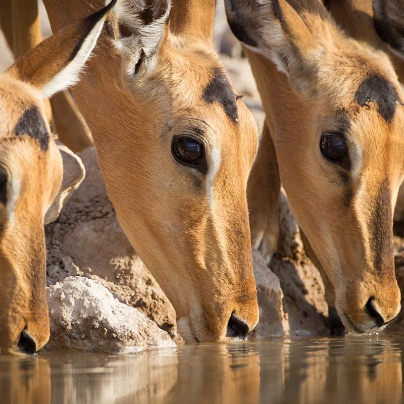 Safaris-Okavango-namibie-reserve-ouguma-grid-1