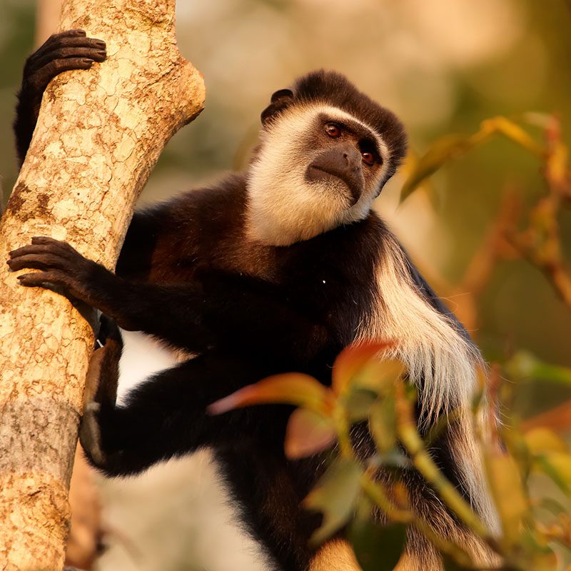 1596864096Safaris-Okavango-ouganda-parc-bwindi-galerie-6