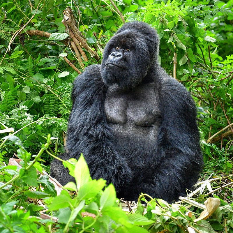 1596864097Safaris-Okavango-ouganda-parc-bwindi-grid-3