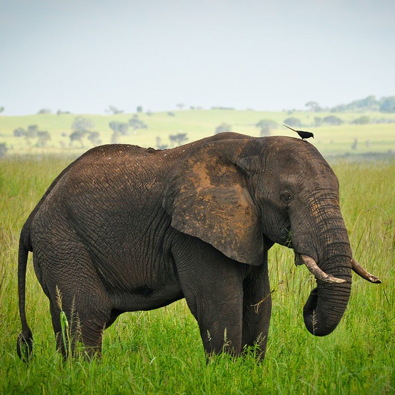 1596864714Safaris-Okavango-ouganda-parc-kidepo-valley-galerie-2