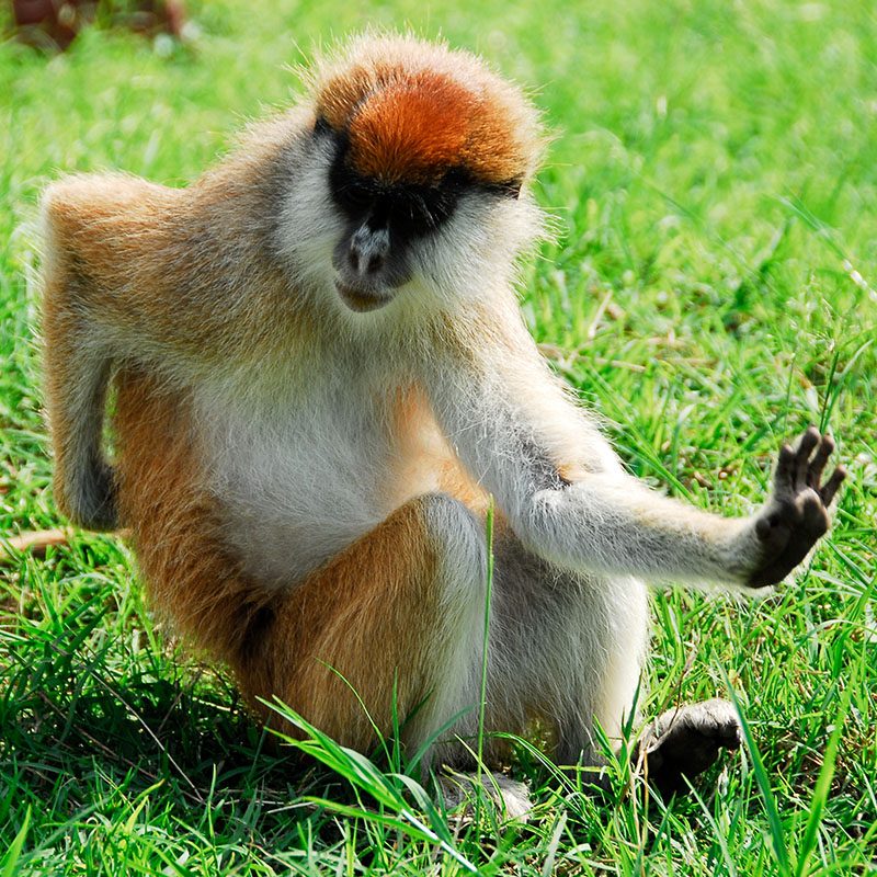 1596864715Safaris-Okavango-ouganda-parc-kidepo-valley-galerie-4