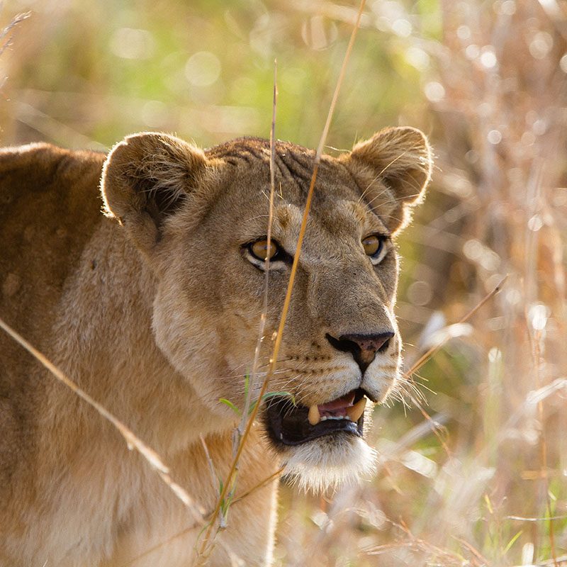 1596864715Safaris-Okavango-ouganda-parc-kidepo-valley-galerie-5