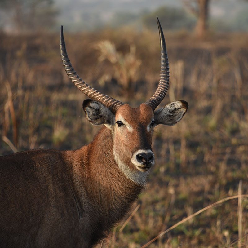 1596864715Safaris-Okavango-ouganda-parc-kidepo-valley-galerie-6
