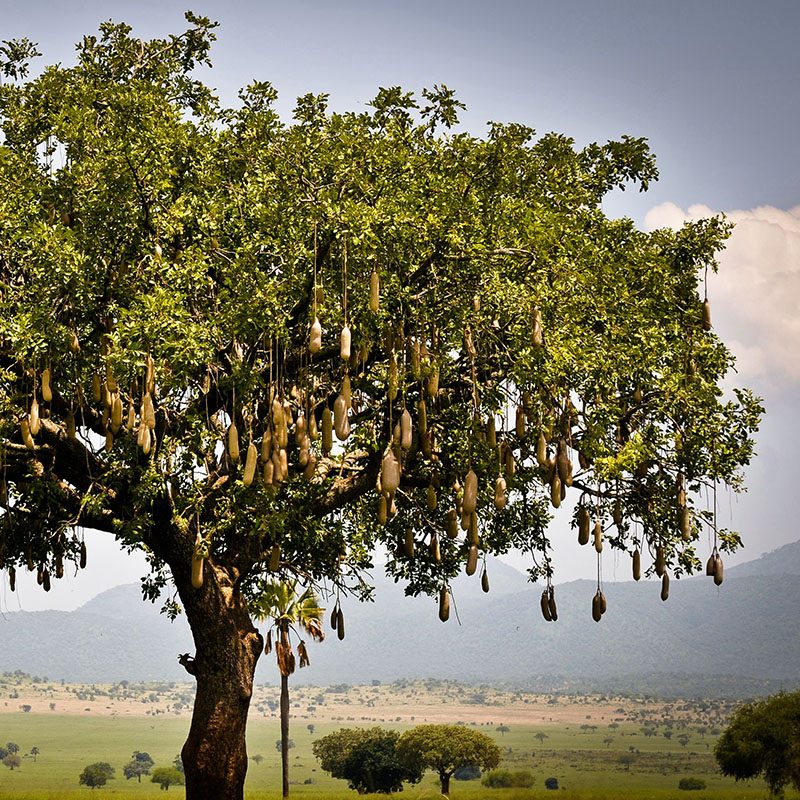 1596864715Safaris-Okavango-ouganda-parc-kidepo-valley-grid-2