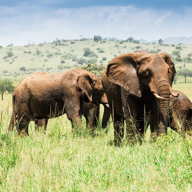 1596864715Safaris-Okavango-ouganda-parc-kidepo-valley-grid-3