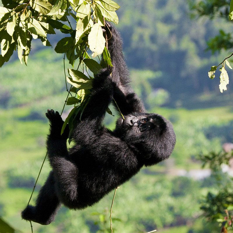 1596865091Safaris-Okavango-ouganda-parc-mgahinda-galerie-2