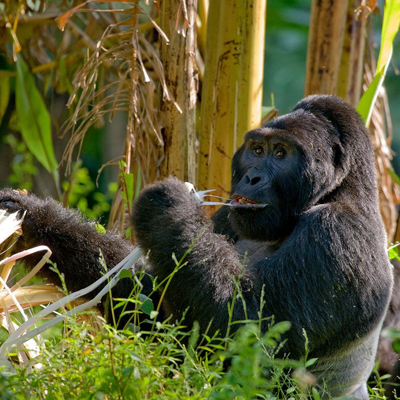 1596865091Safaris-Okavango-ouganda-parc-mgahinda-galerie-3