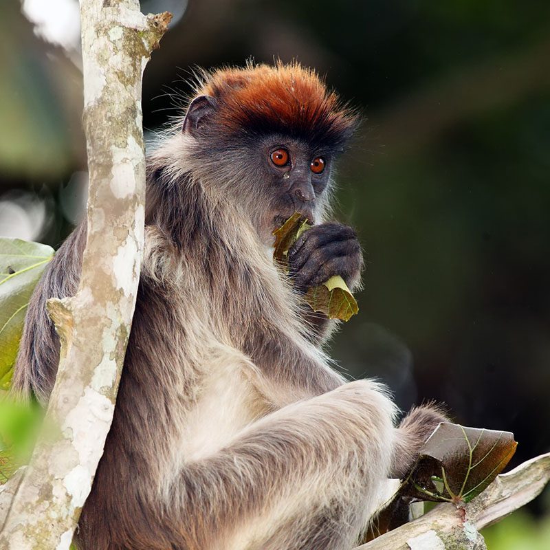 1596865481Safaris-Okavango-ouganda-parc-kibale-galerie-2