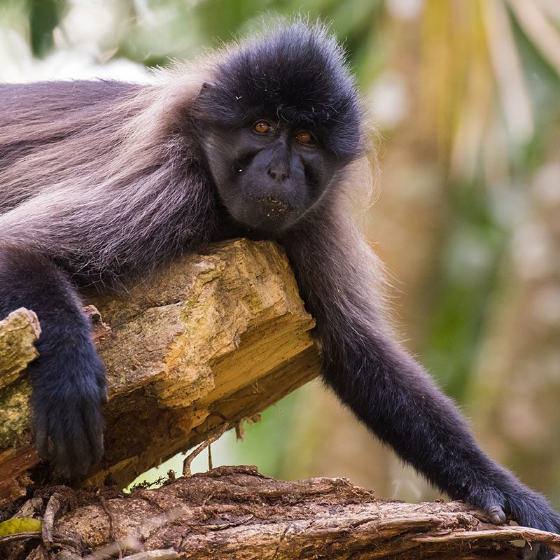1596865481Safaris-Okavango-ouganda-parc-kibale-galerie-3