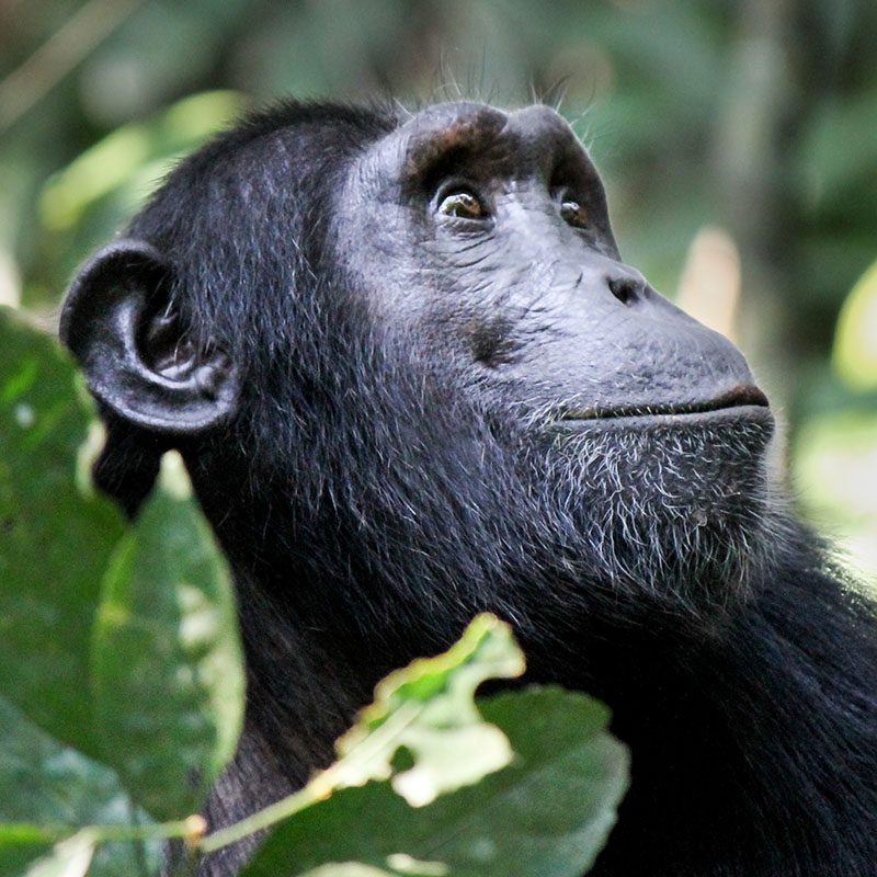 1596865481Safaris-Okavango-ouganda-parc-kibale-grid-1