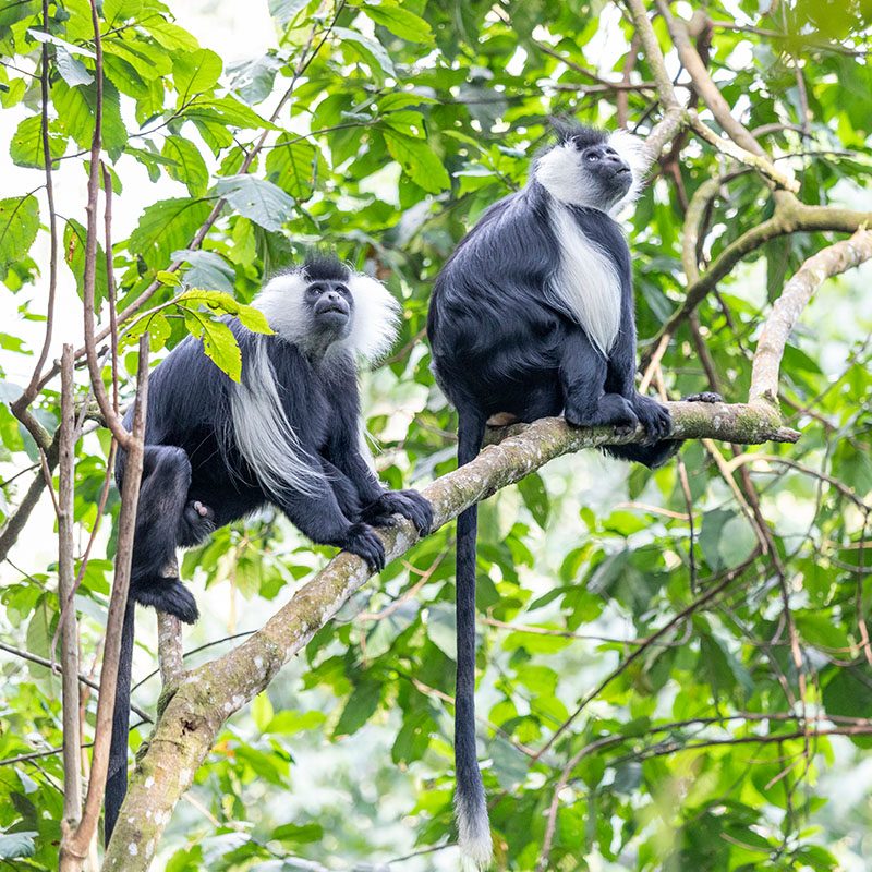 1596865481Safaris-Okavango-ouganda-parc-kibale-grid-3