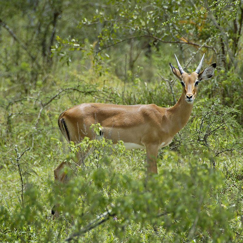 1596865914Safaris-Okavango-ouganda-parc-lac-mburo-galerie-1