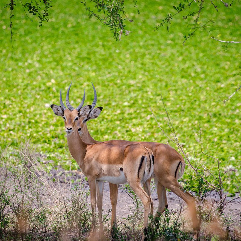 1596865914Safaris-Okavango-ouganda-parc-lac-mburo-galerie-2