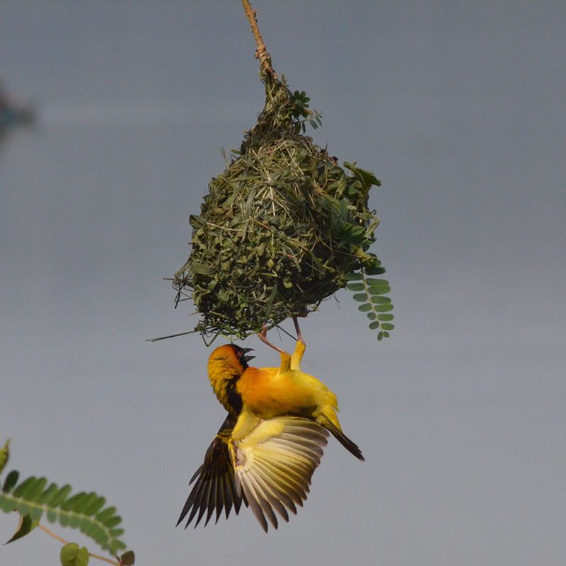 1596865914Safaris-Okavango-ouganda-parc-lac-mburo-galerie-3