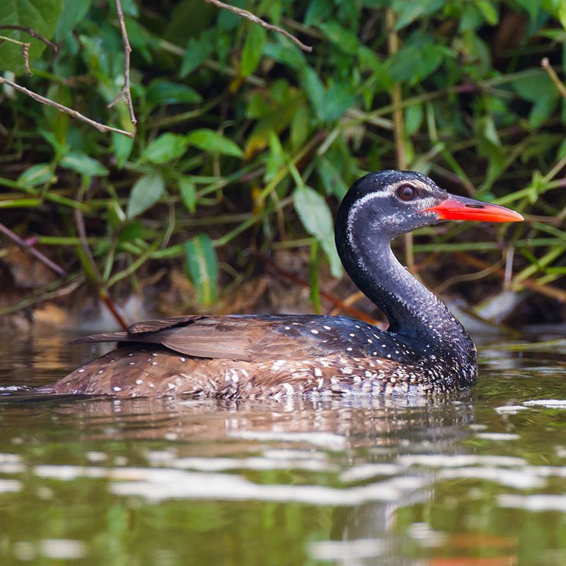 1596865914Safaris-Okavango-ouganda-parc-lac-mburo-galerie-4