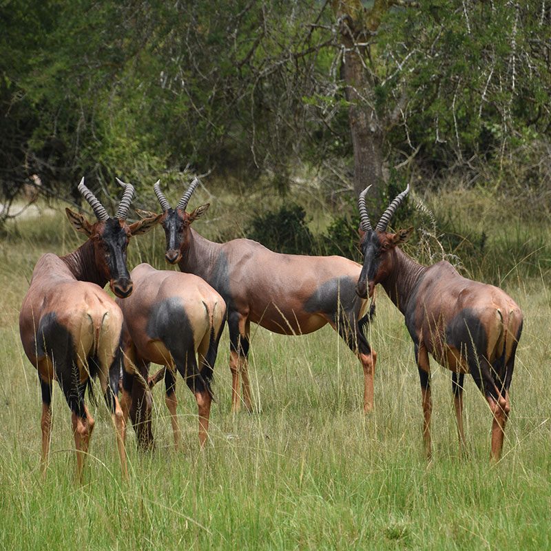 1596865914Safaris-Okavango-ouganda-parc-lac-mburo-galerie-6