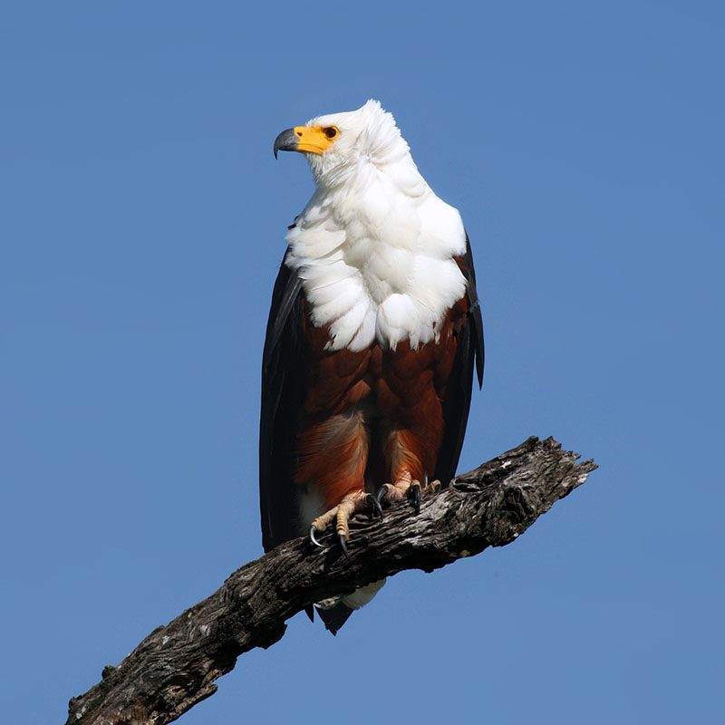 1596865914Safaris-Okavango-ouganda-parc-lac-mburo-grid-1
