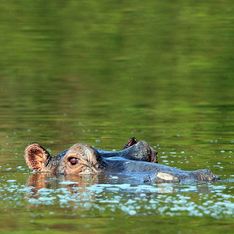 1596865914Safaris-Okavango-ouganda-parc-lac-mburo-grid-2