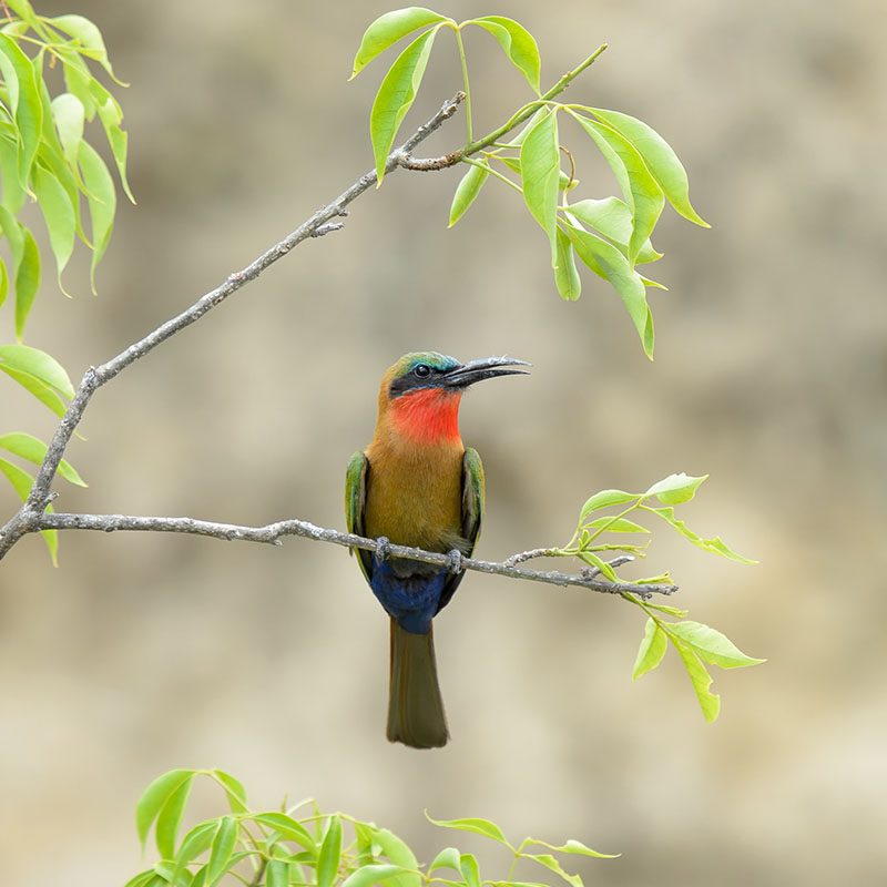 1596866323Safaris-Okavango-ouganda-parc-murshinson-falls-galerie-1