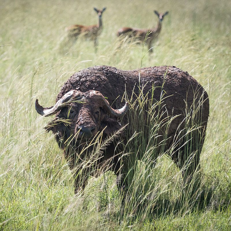 1596866323Safaris-Okavango-ouganda-parc-murshinson-falls-galerie-2