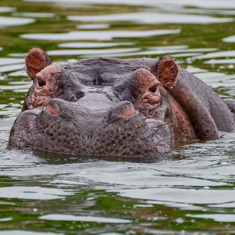1596866323Safaris-Okavango-ouganda-parc-murshinson-falls-grid-1