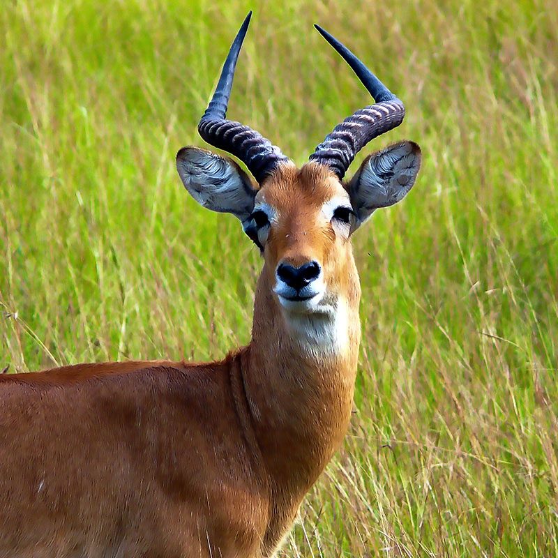 1596866323Safaris-Okavango-ouganda-parc-murshinson-falls-grid-3