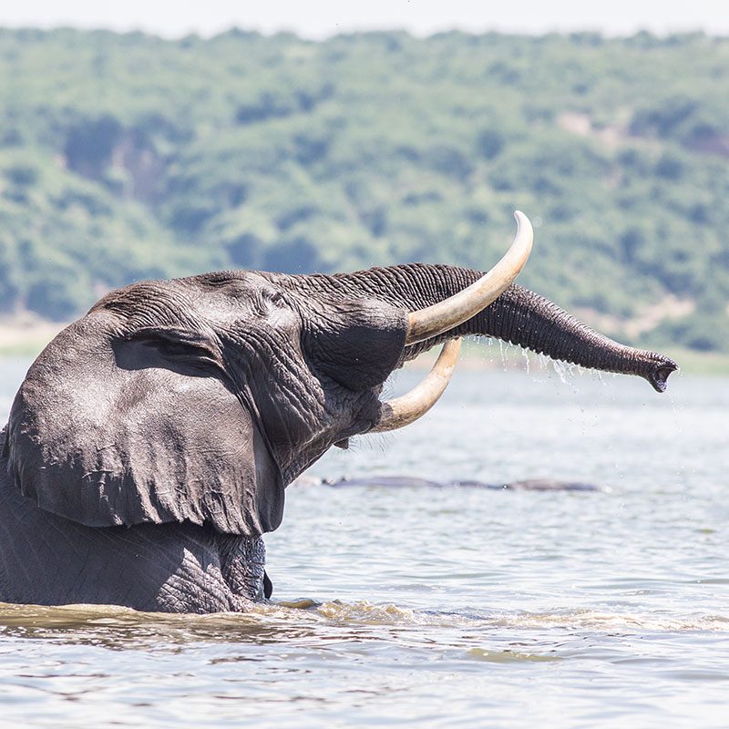 Safaris-Okavango-ouganda-parc-queen-elisabeth-galerie