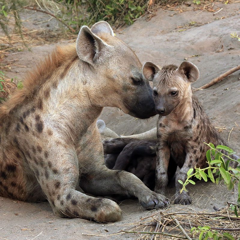 Safaris-Okavango-ouganda-parc-queen-elisabeth-galerie