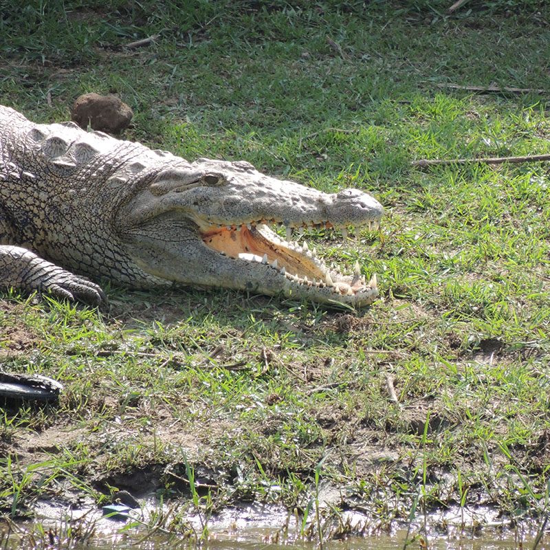 Safaris-Okavango-ouganda-parc-queen-elisabeth-galerie