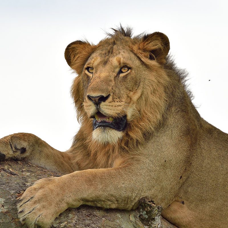 Safaris-Okavango-ouganda-parc-queen-elisabeth-galerie