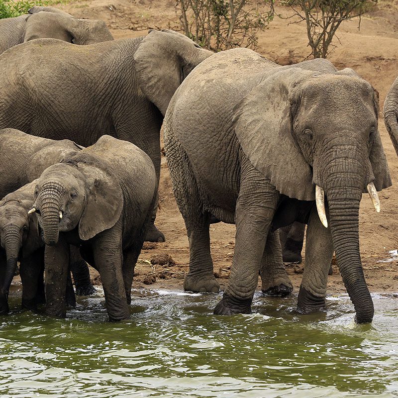 Safaris-Okavango-ouganda-parc-queen-elisabeth-galerie