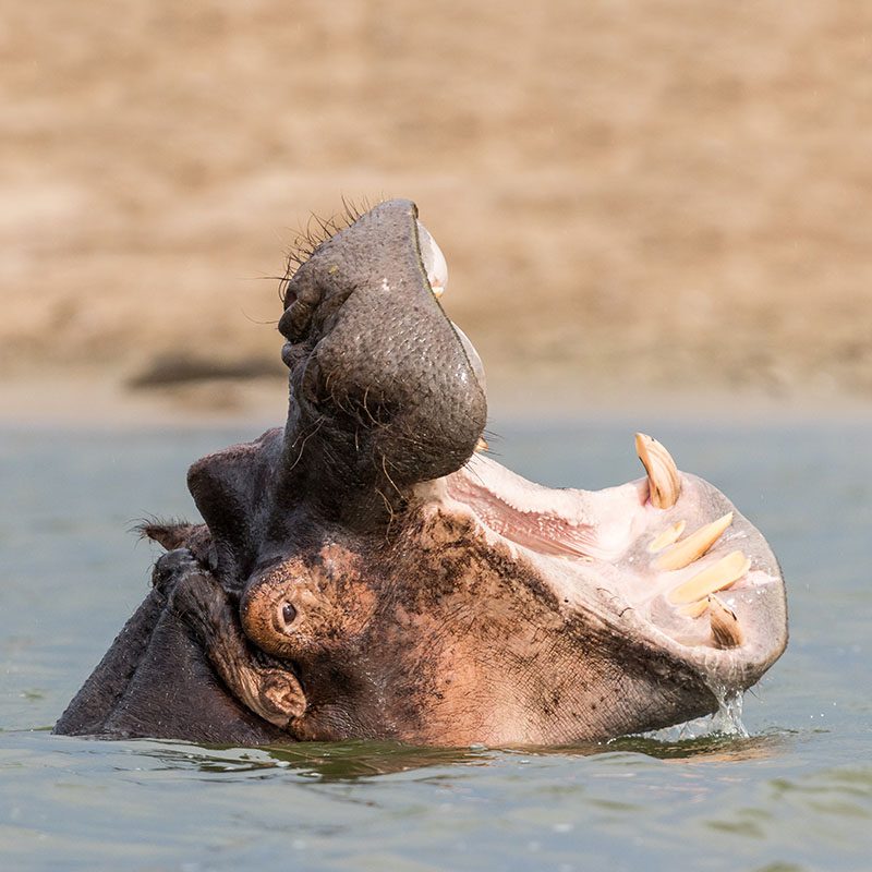 Safaris-Okavango-ouganda-parc-queen-elisabeth-galerie