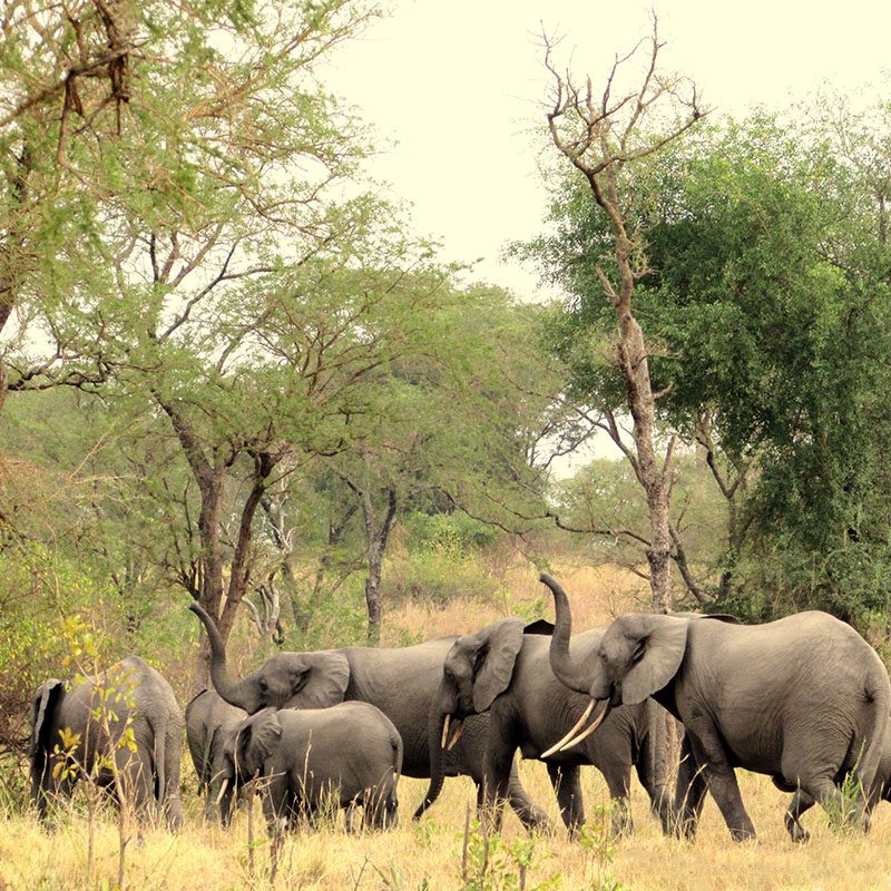 Safaris-Okavango-ouganda-reserve-semliki-galerie