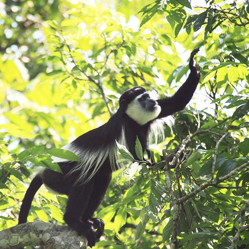 Safaris-Okavango-ouganda-reserve-semliki-galerie