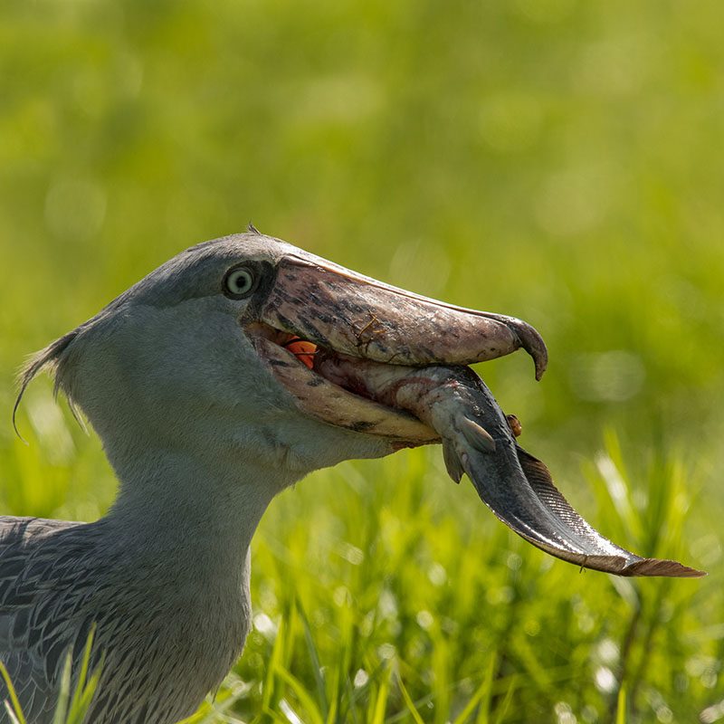 Safaris-Okavango-ouganda-reserve-semliki-galerie