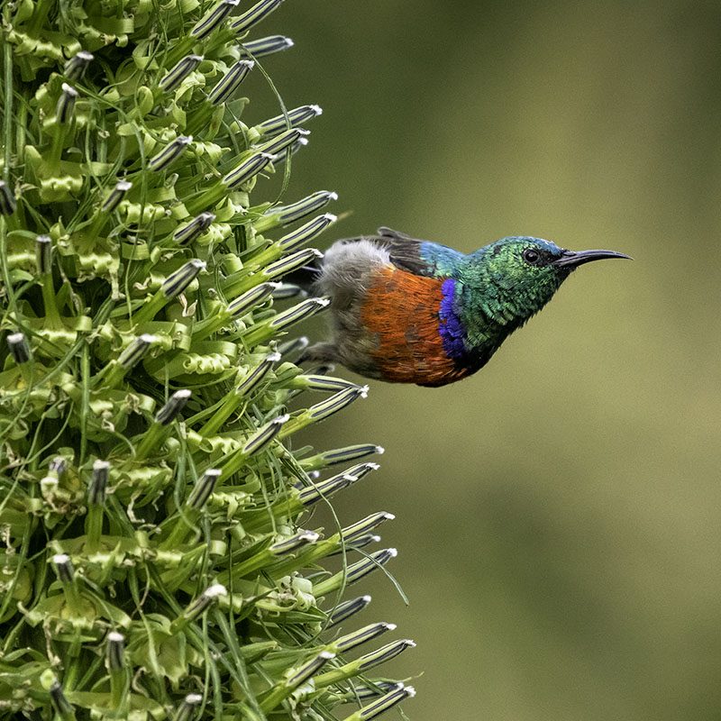 Safaris-Okavango-rwanda-parc-des-volcans-galerie