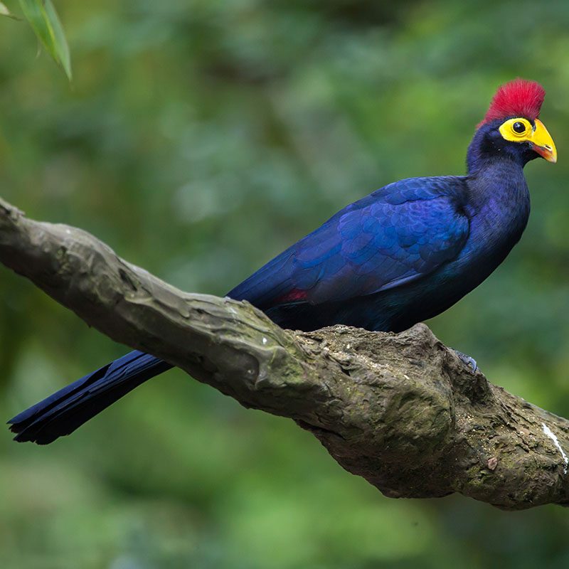 Safaris-Okavango-rwanda-parc-des-volcans-galerie