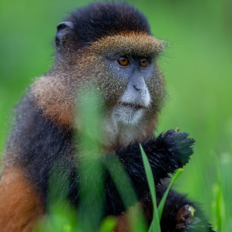Safaris-Okavango-rwanda-parc-des-volcans-galerie