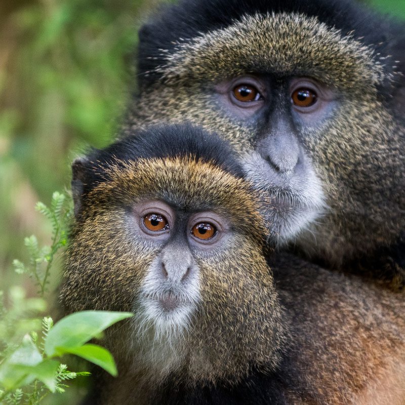 Safaris-Okavango-rwanda-parc-des-volcans-galerie