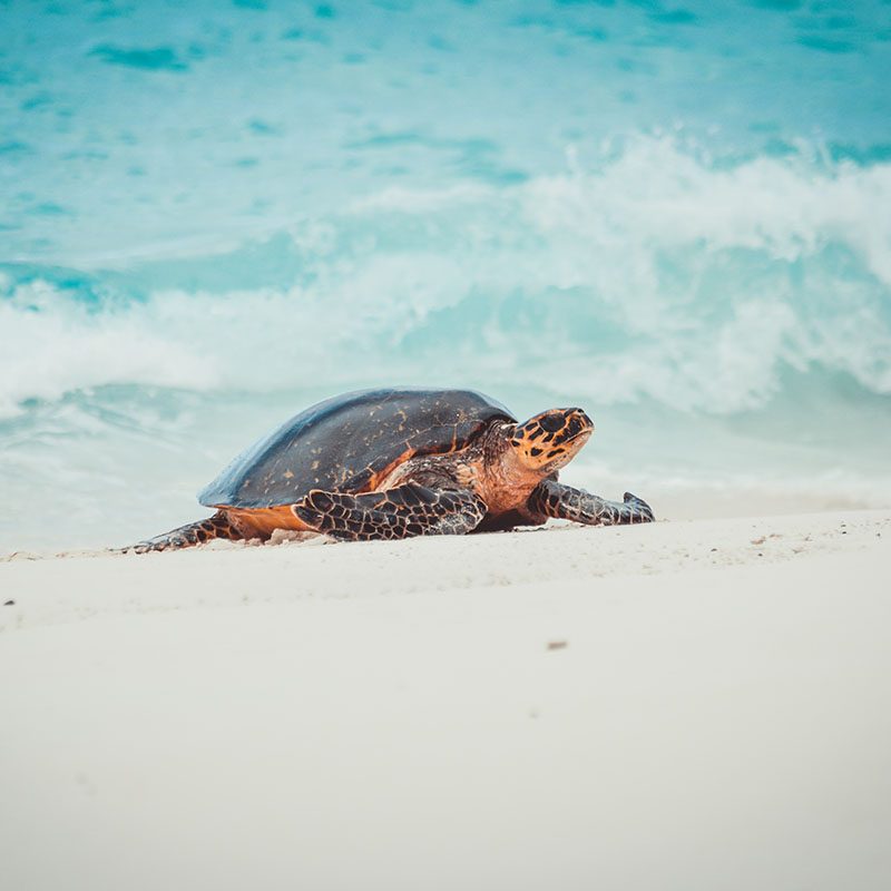 Frégate Island - Seychelles
